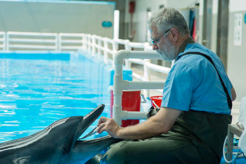 Cedric Tutt The veterinary dentist treating a dolphin