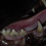 Tooth resorption