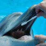 A New Asian Tour for The Veterinary Dentist This September