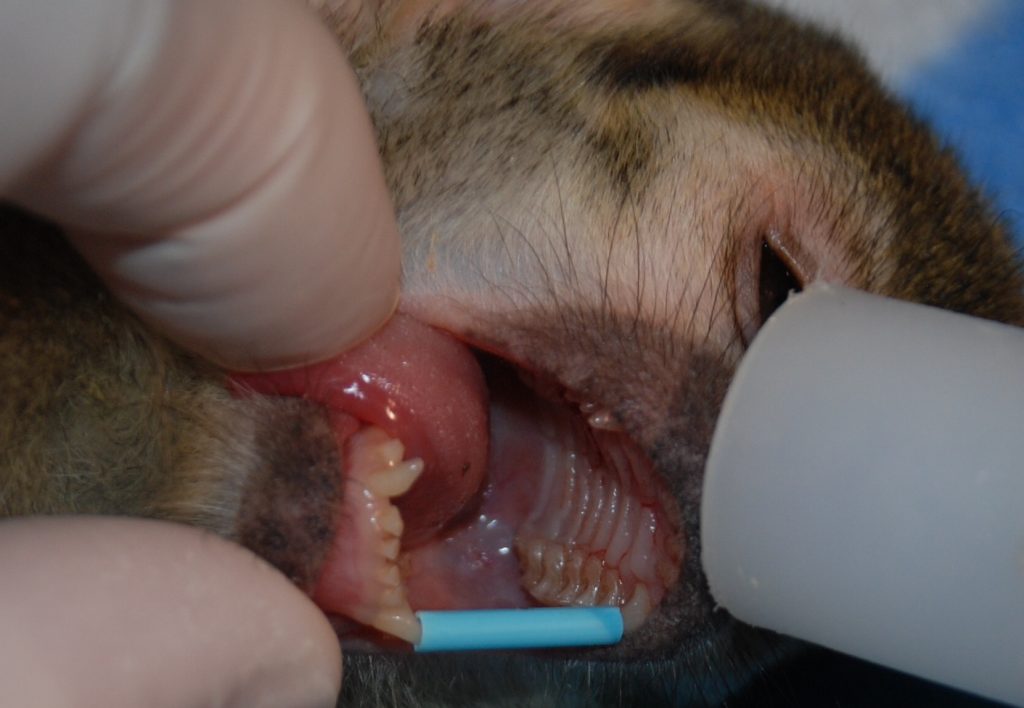 Dentistry on a monkey