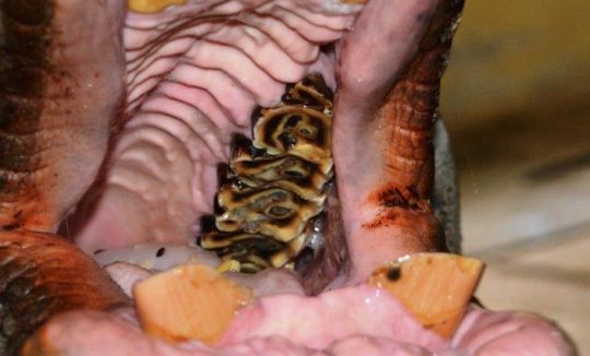 dentistry on a rhino