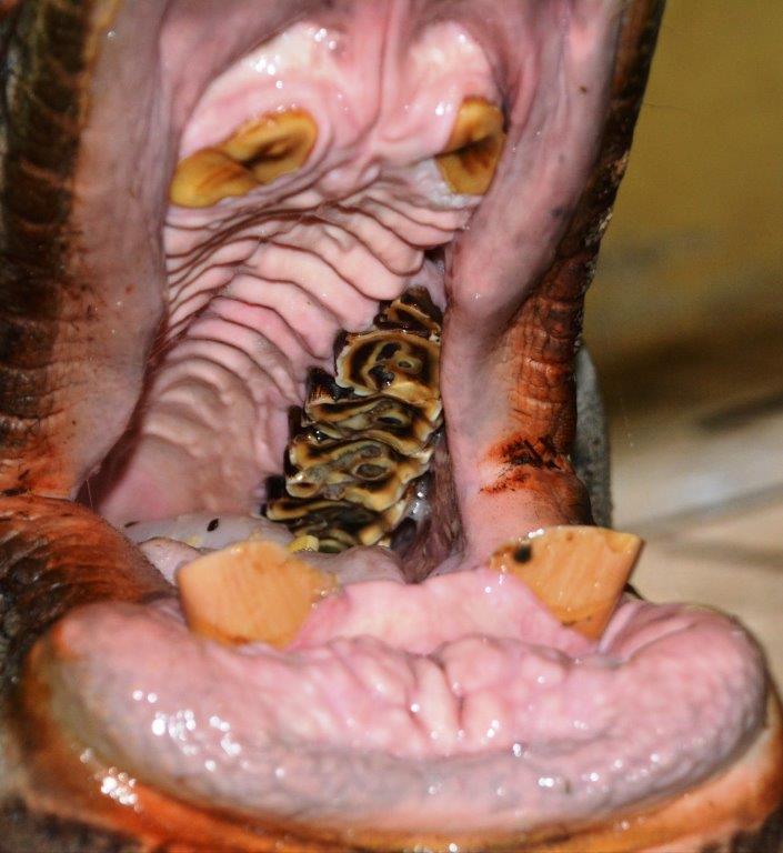 dentistry on a rhino