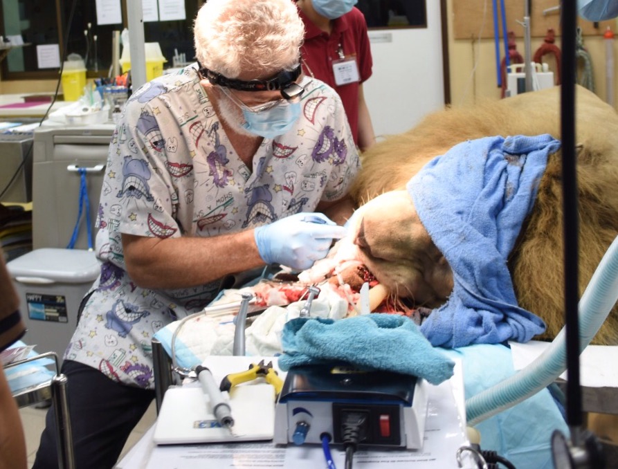 Cedric Tutt extracting a lion tooth