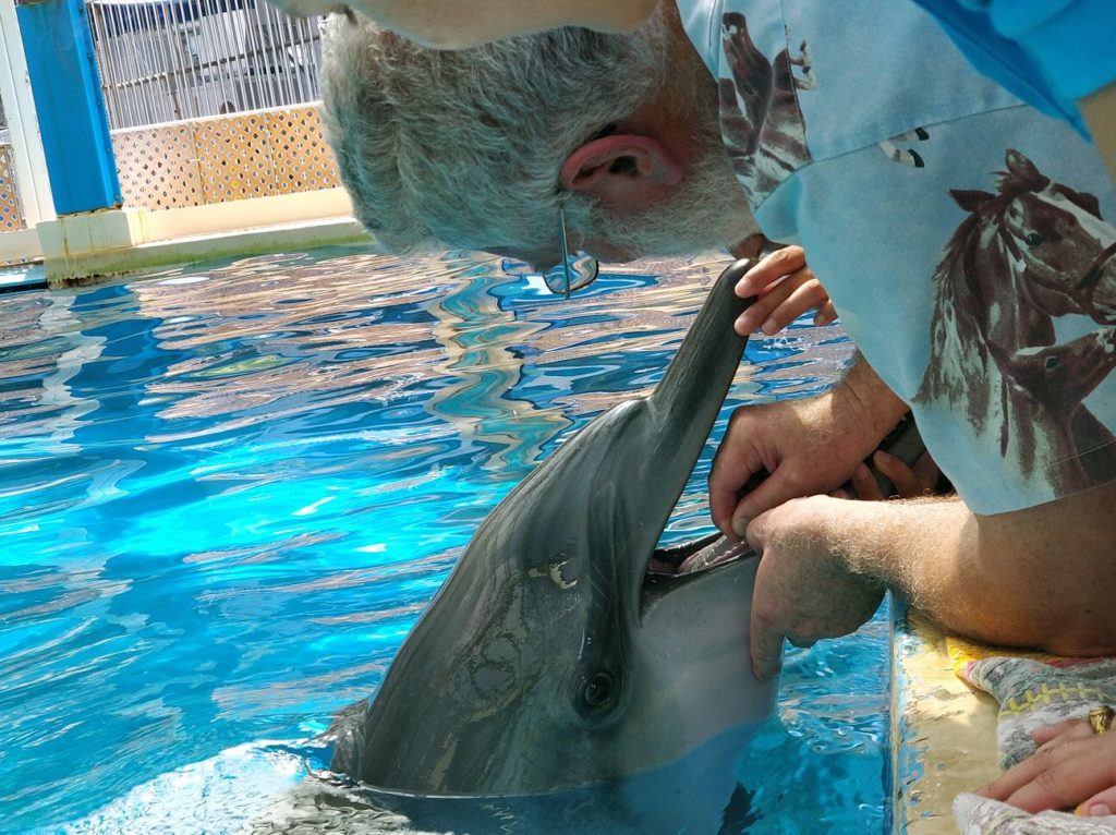 Pulpectomy on a dolphin
