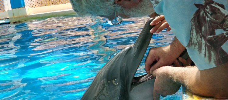 Pulpectomy on a dolphin