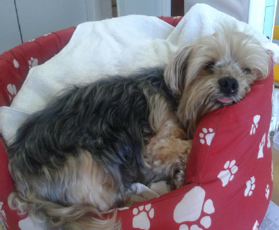 Happy dog saved by the dentist